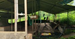 Cowshed For Rent In Panvel