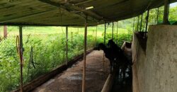 Cowshed For Rent In Panvel