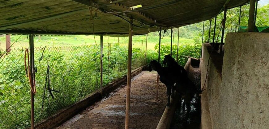 Cowshed For Rent In Panvel