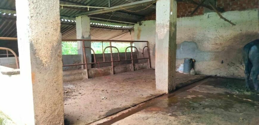 Cowshed For Rent In Panvel