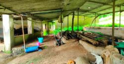 Cowshed For Rent In Panvel